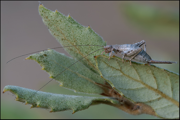 Arachnocephalus vestitus